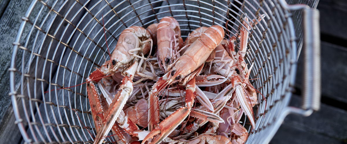 Steel braided basket with freshly cooked crayfish within