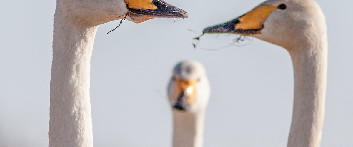 three swans