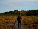 Man och hund promenerar över spång.