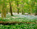 Forest where the ground is full of blooming ramson. An old fallen tree laying among the ramson.