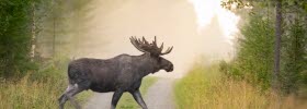 A moose crossing a forest road