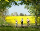 Föräldrar med ett barn cyklar på en landsväg omgivna av gula fält. 