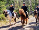 Tre Islandshästar med ryttare går på en stig i skogen