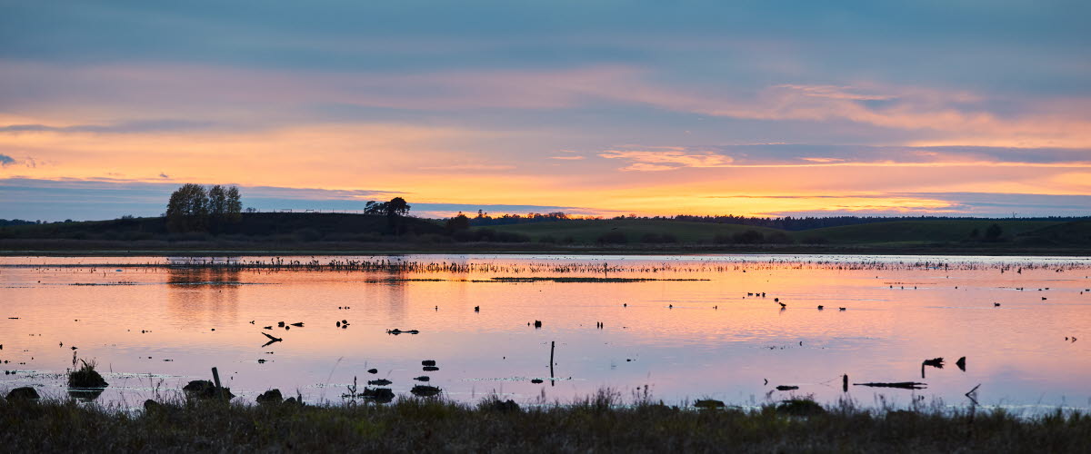 Vandring vid Hornborgasjön