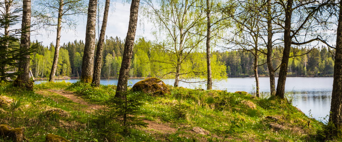 En stig ringlar sig över en kulle genom vitsippor och mossa. Björkarnas löv har slagit ut och i bakgrunden ser man en stilla sjö. 