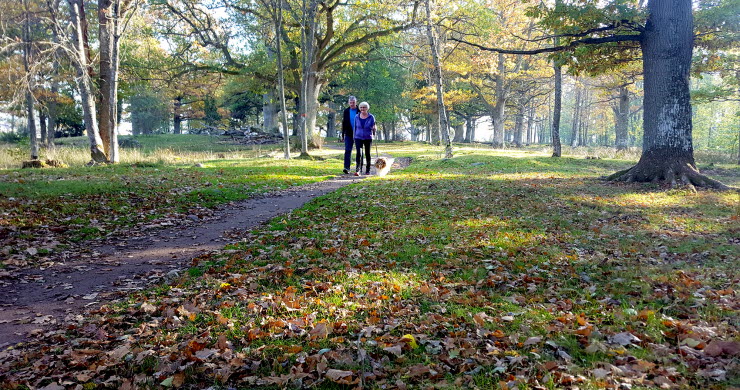 Ett par med hund i koppel promenerar på stig i Ekuddens naturreservat i Mariestad. Det är höst.