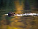 Beaver swimming