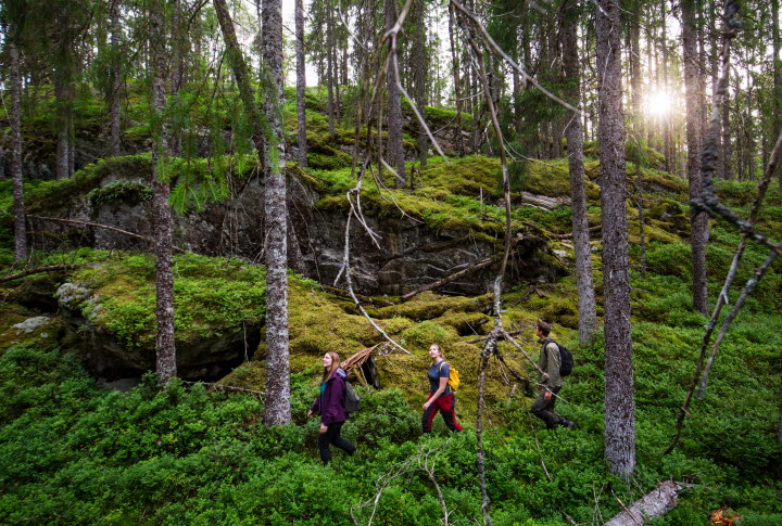 Walk in Tresticklan national park.