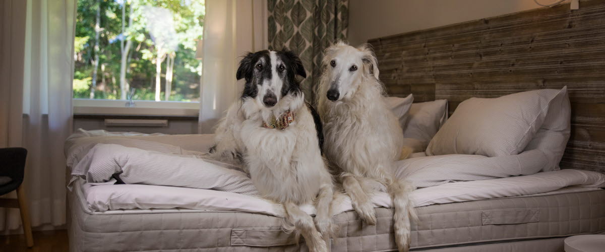 Hund på hotell. Kroppefjäll B&B. 