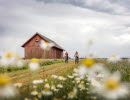 Två personer cyklar på en väg omgivna av fält och blommor