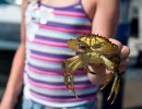 A child holding a crab.