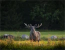 A moose standing on a field