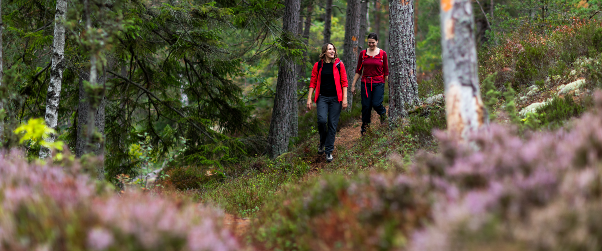 two persons hiking in the woods